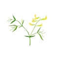 Hand drawn watercolor yellow flowers and leaf. Royalty Free Stock Photo