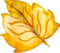 hand drawn watercolor yellow leaf Royalty Free Stock Photo