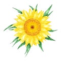 Hand drawn watercolor yellow sunflower isolated on white background. Can be used for print, postcard, poster, book decoration and