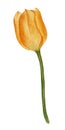 Hand drawn Watercolor hand drawn yellow tulip