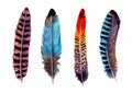 Hand drawn watercolour bird feathers vibrant boho style bright illustration