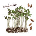 Hand drawn watercress microgreens. Healthy food