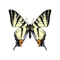 Hand drawn western tiger swallowtail butterfly Royalty Free Stock Photo