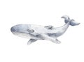 Hand drawn whale illustration. Single whale on white background, Watercolor sketch. Element for design. Clip art