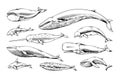 Hand drawn whales. Ocean animal vintage sketch. Narwhal beluga cachalot aquatic species. Marine mammals. Humpback and