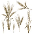 Hand drawn wheat ear. Sketch grain, wheat spikes and bakery grains vector illustration set