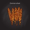 Hand drawn wheat ears sketch Royalty Free Stock Photo