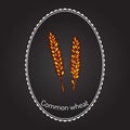 Hand drawn wheat ears sketch Royalty Free Stock Photo