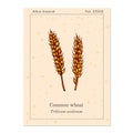 Hand drawn wheat ears sketch Royalty Free Stock Photo