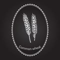 Hand drawn wheat ears sketch Royalty Free Stock Photo