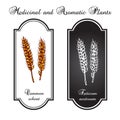 Hand drawn wheat ears sketch Royalty Free Stock Photo