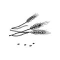 Hand drawn wheat. Realistic wheat ear. Black and white sketch of agricultural plant. Barley and rye crop. Harvesting Royalty Free Stock Photo