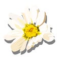 Hand drawn white chamomile Isoltaed on white background