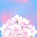 Hand drawn white flowers sakura blossom peach plant banner illustration, blue pink gradient vector background Royalty Free Stock Photo