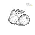 Hand drawn whole pears. Vector engraved illustration. Juicy natural fruit. Food healthy ingredient. For cooking