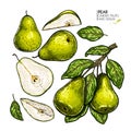 Hand drawn whole, sliced pear and branch. Vector colored engraved illustration. Juicy natural fruit. Food ingredient