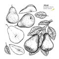 Hand drawn whole, sliced pear and branch. Vector engraved illustration. Juicy natural fruit. Food healthy ingredient Royalty Free Stock Photo