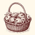 Hand drawn wicker basket full of ripe sweet apples. Fresh fruit, farm organic healthy food. Sketch vintage vector Royalty Free Stock Photo