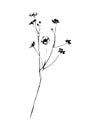 Hand drawn wild flower. Outline plant painting by ink pen. Sketch or doodle style botanical vector illustration. Black isolated on