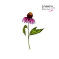 Hand drawn wild flowers. Echinacea purpurea flower. Medical herb. Vintage colored engraving. Botanical illustration Royalty Free Stock Photo