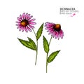 Hand drawn wild flowers. Echinacea purpurea flower. Medical herb. Vintage colored engraving. Botanical illustration