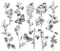 Hand Drawn Wild  Flowers and Insects Royalty Free Stock Photo