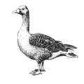 Hand-drawn wild grey goose