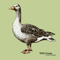 Hand-drawn wild grey goose