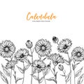 Hand drawn wild hay flowers. Calendula flower. Medical herb. Vintage engraved art. Border composition. Good for Royalty Free Stock Photo