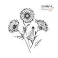 Hand drawn wild hay flowers. Calendula flower. Medical herb. Vintage engraved art. Botanical illustration. Good for