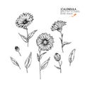 Hand drawn wild hay flowers. Calendula flower. Medical herb. Vintage engraved art. Botanical illustration. Good for