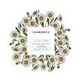 Hand drawn wild hay flowers. Chamomile daisy flower. Medical herb. Colored engraved art. Round composition. Good for cosmetics, Royalty Free Stock Photo