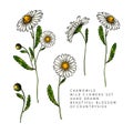 Hand drawn wild hay flowers. Chamomile or daisy flower. Vintage colored engraved art. Botanical illustration. For cosmetics,