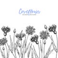 Hand drawn wild hay flowers. Cornflower flower. Medical herb. Vintage engraved art. Border composition. Good for Royalty Free Stock Photo