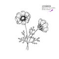 Hand drawn wild hay flowers. Cosmos or cosmea flower. Vintage engraved art. Botanical illustration. Good for cosmetics, medicine,