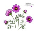 Hand drawn wild hay flowers. Cosmos or cosmea flower. Vintage engraved colored art. Botanical illustration. for
