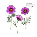 Hand drawn wild hay flowers. Cosmos or cosmea flower. Vintage engraved colored art. Botanical illustration. Good for Royalty Free Stock Photo