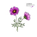 Hand drawn wild hay flowers. Cosmos or cosmea flower. Vintage engraved colored art. Botanical illustration. Good for Royalty Free Stock Photo