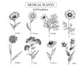 Hand drawn wild hay flowers. Medical herbs and plant. Calendula, Chamomile, Cornflower, Celandine, Cosmos, Yarrow Royalty Free Stock Photo