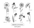 Hand drawn wild hay flowers. Medical herbs and plant. Calendula, Chamomile, Cornflower, Celandine, Cosmos, Yarrow
