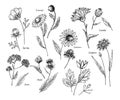 Hand drawn wild hay flowers. Medical herbs and plant. Calendula, Chamomile, Cornflower, Celandine, Cosmos, Yarrow