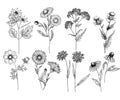 Hand drawn wild hay flowers. Medical herbs and plant. Calendula, Chamomile, Cornflower, Celandine, Cosmos, Yarrow