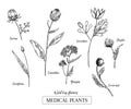 Hand drawn wild hay flowers. Medical herbs and plant. Calendula, Chamomile, Cornflower, Celandine, Cosmos, Yarrow Royalty Free Stock Photo