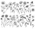 Hand drawn wild hay flowers. Medical herbs and plant. Calendula, Chamomile, Cornflower, Celandine, Cosmos, Yarrow Royalty Free Stock Photo