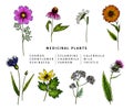 Hand drawn wild hay flowers. Medical herbs and plants.Colored Calendula, Chamomile, Cornflower, Celandine, Cosmos Royalty Free Stock Photo