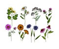 Hand drawn wild hay flowers. Medical herbs and plants. Colored Calendula, Chamomile, Cornflower, Celandine, Cosmos Royalty Free Stock Photo