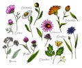 Hand drawn wild hay flowers. Medical herbs and plants. Colored Calendula, Chamomile, Cornflower, Celandine, Cosmos, Yarrow,