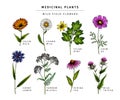 Hand drawn wild hay flowers. Medical herbs and plants. Colored Calendula, Chamomile, Cornflower, Celandine, Cosmos Royalty Free Stock Photo