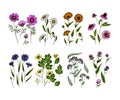 Hand drawn wild hay flowers. Medical herbs and plants. Colored Calendula, Chamomile, Cornflower, Celandine, Cosmos Royalty Free Stock Photo