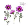 Hand drawn wild hay flowers. Vector cosmos or cosmea flower. Vintage engraved colored art. Botanical illustration. Good